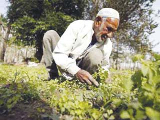 الفلاح المصرى بلا زراعة