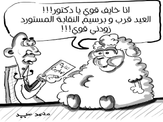 إهدار أموال «البيطريين» للإنفاق على «تنظيم الخرفان»!