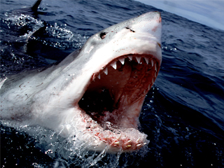 التسرب النووى وراء  هجمات القرش