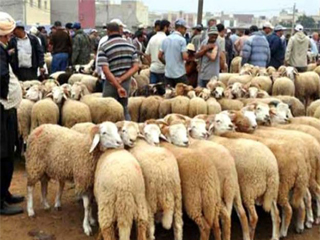 لحمة العيد طحالب بحرية