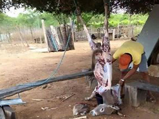 «الحواوشى» فى دمياط حمير نافقة