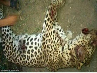 نمـر جديد هــارب مــن «مزرعة الحيوانات المفترسة»