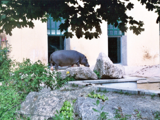 1000 تمساح و500 نعامة بحديقة منزلية