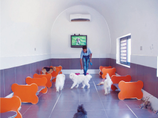 فنادق  5 نجوم.. لـ«الكلاب» فقط!