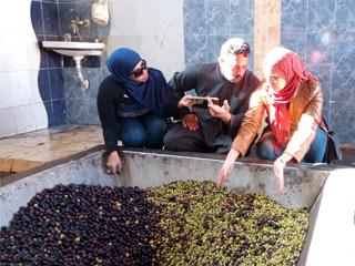 «الزيتون».. كنز سيناء الاستراتيجي