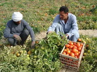 فيروس جديد يدمر 1000 فدان طماطم!
