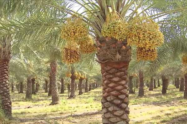 مصر تزرع إفريقيا