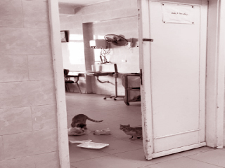 موعد مع الموت.. فى مستشفى بولاق الدكرور!