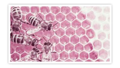 مصر الأولى عالميا فى تصدير النحل الحى   صناعة النحل.. كنز دولارى 