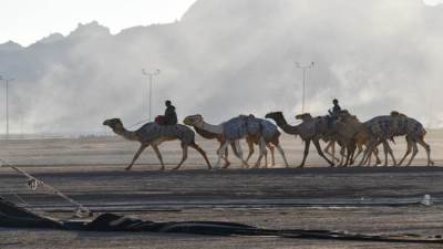 سباقات رياضية وعروض تراثية بهوية مصرية.. قوة مصر الناعمة تفوز فى «مهرجان الهجن»