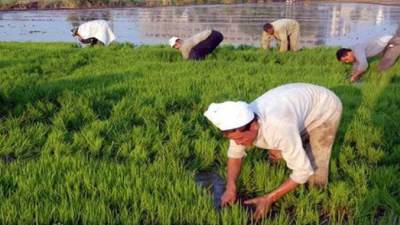 موسم صيفى ساخن «الرىّ» تواجه موسم أقصى الاحتياجات المائية.. بخطة شاملة لمواجهة الأزمة المائية