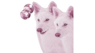 من «دوللى» لـ«الذئب الرهيب» طفرة فى الاستنساخ تعيد الحيوانات المهددة بالانقراض للحياة