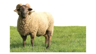 «روزاليوسف» رصدت حركة البيع والأسعار فى عدد من مناطق القاهرة الكبرى الأضحية.. بهجة المصريين بالعيد