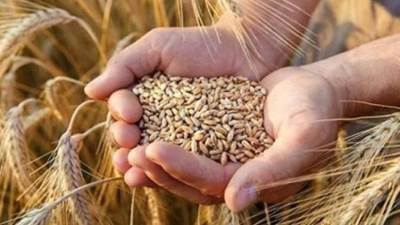 المشروعات القومية سر تراجع واردات القمح
