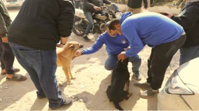 «الزراعة» تبدأ المرحلة الميدانية لتعقيم وتحصين الكلاب الضالة 